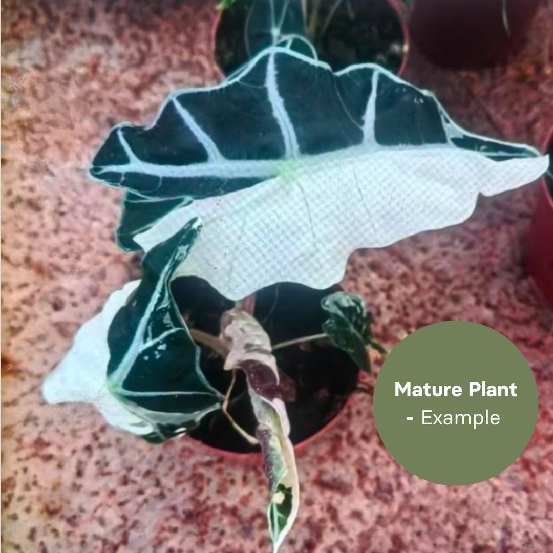 Alocasia Polly Half Moon (TC Plantlet) - Preorder Plants GrowTropicals