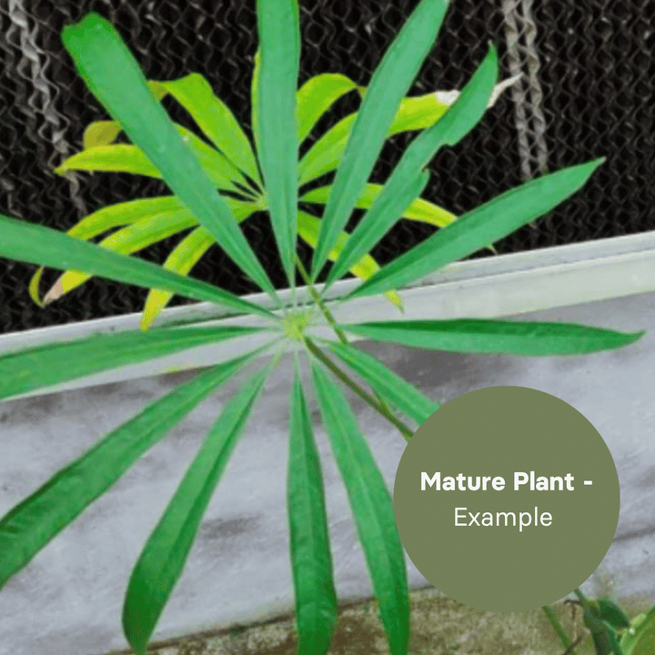 Anthurium Eminens (TC Plantlet) - Preorder Plants GrowTropicals