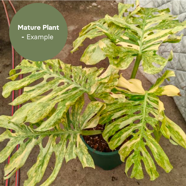 Monstera Legacy (TC Plantlet) - Preorder Plants GrowTropicals