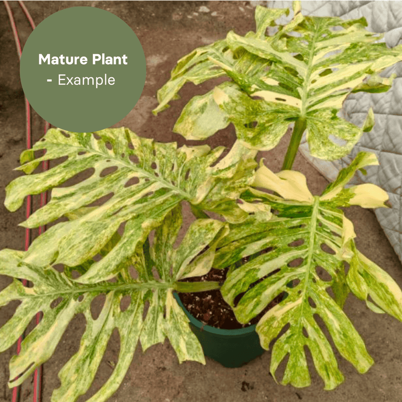 Monstera Legacy (TC Plantlet) - Preorder — TC Plant