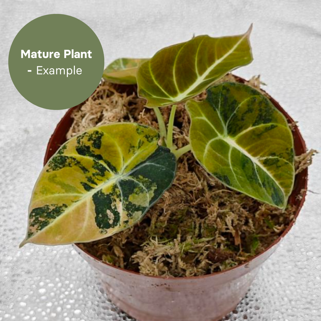Alocasia Black Velvet Gold (TC Plantlet) - Preorder Plants GrowTropicals