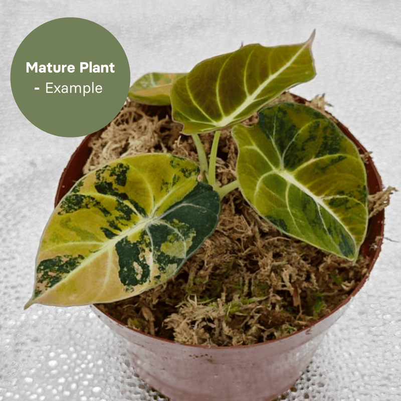 Alocasia Black Velvet Gold (TC Plantlet) - Preorder — TC Plant