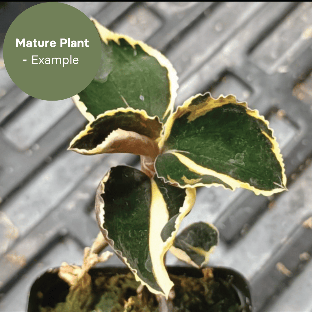 Anoectochillus Black Swan Aurea (TC Plantlet) - Preorder Plants GrowTropicals