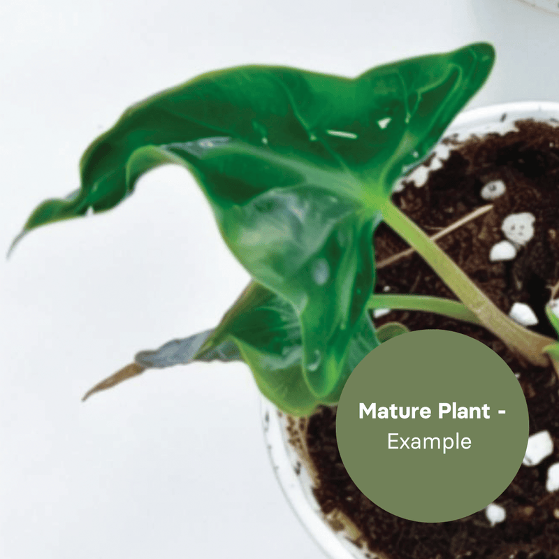Alocasia amazonica Mutation (TC Plantlet) - Preorder — TC Plant