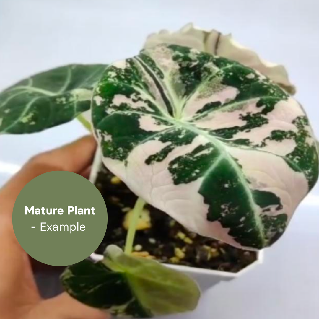 Alocasia Black Velvet Albo (TC Plantlet) - Preorder Plants GrowTropicals