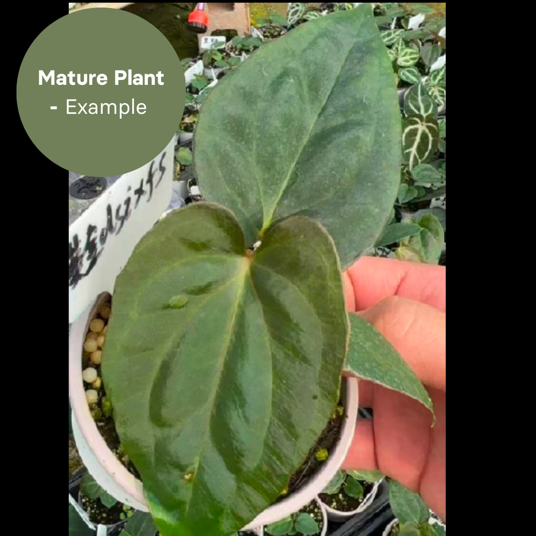 Anthurium Dressleri x Papi FS (TC Plantlet) - Preorder Plants GrowTropicals