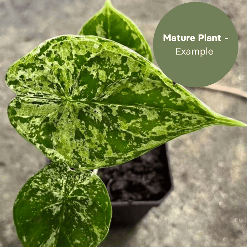 Alocasia Dragon Scale Mint (TC Plantlet) - Preorder — TC Plant