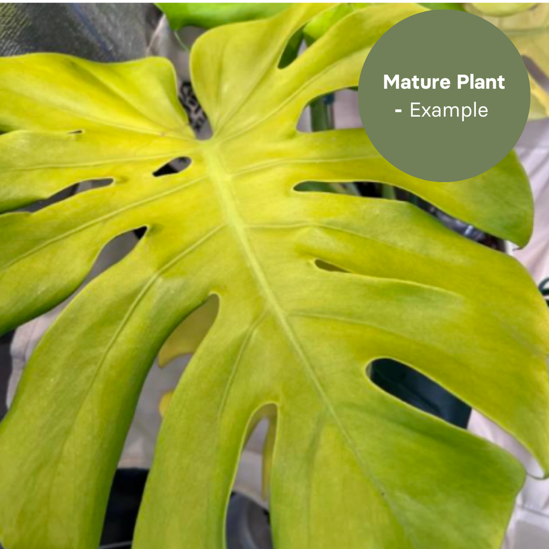 Monstera Lemon Lime (TC Plantlet) - Preorder Plants GrowTropicals
