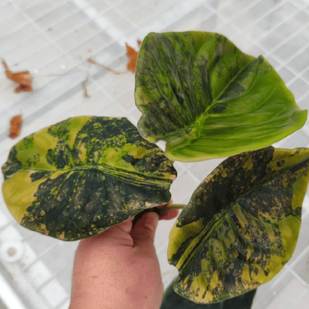 Alocasia Cuprea Latte Gold (TC Plantlet) - Preorder