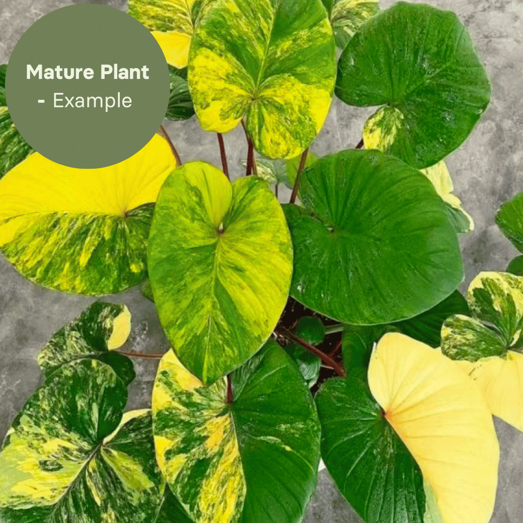 Homalomena Rubescens Aureum (TC Plantlet) - Preorder Plants GrowTropicals