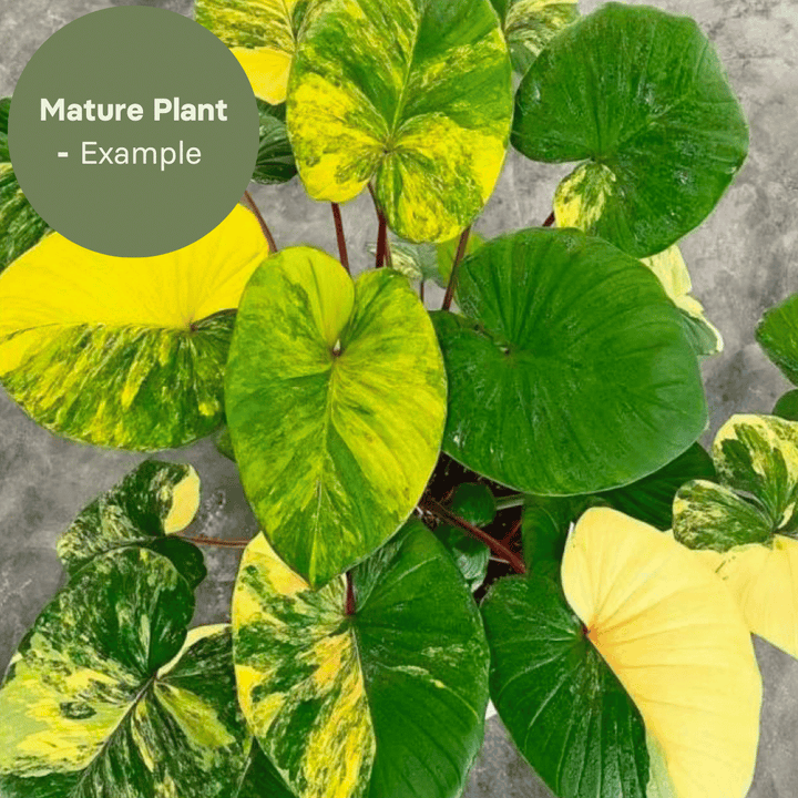 Homalomena Rubescens Aureum (TC Plantlet) - Preorder Plants GrowTropicals