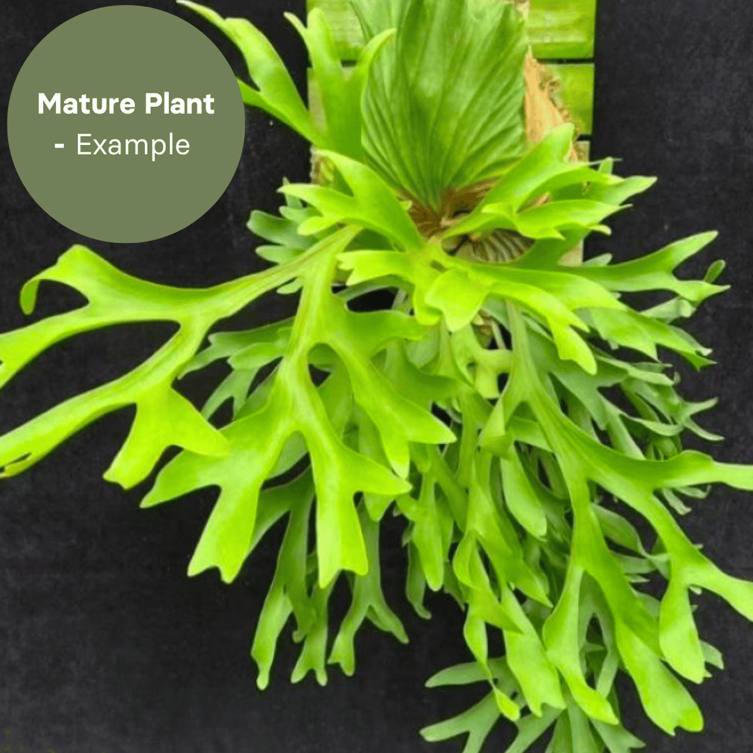 Platycerium Kitshakoodies (TC Plantlet) - Preorder Plants GrowTropicals