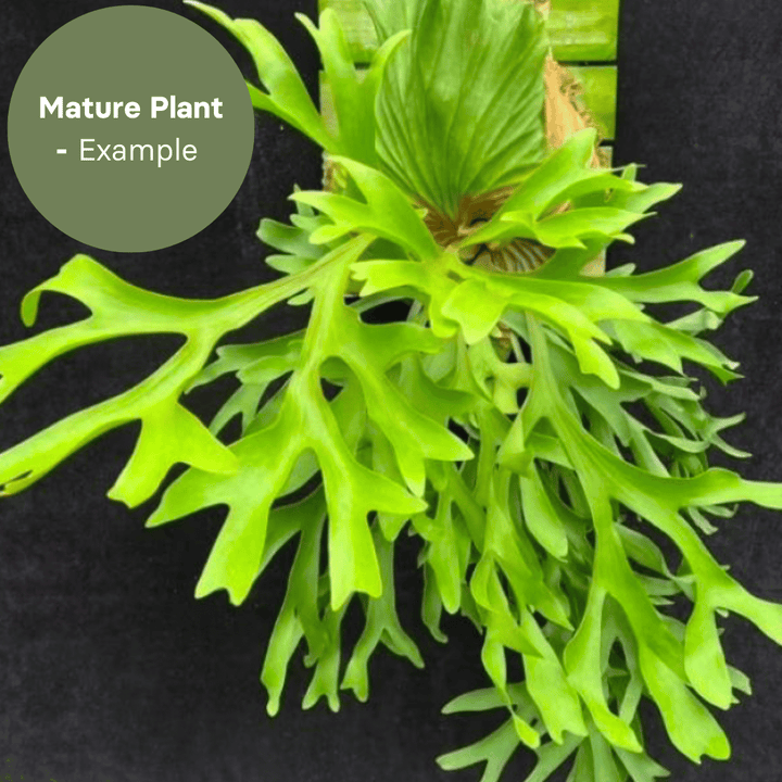 Platycerium Kitshakoodies (TC Plantlet) - Preorder Plants GrowTropicals