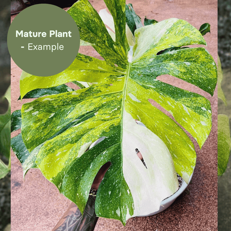 Monstera Monstera Tricolor (TC Plantlet) - Preorder — TC Plant