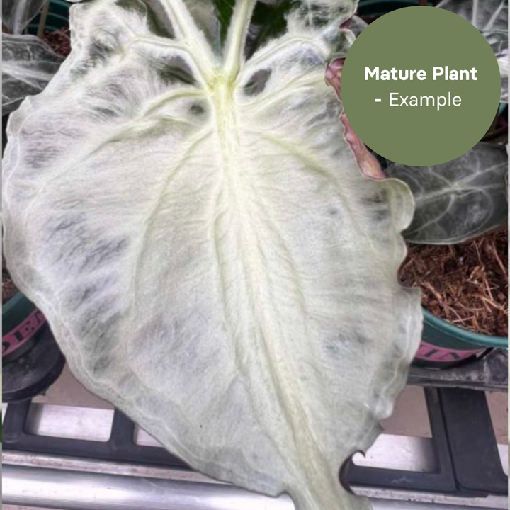 Alocasia Venom (TC Plantlet) - Preorder Plants GrowTropicals