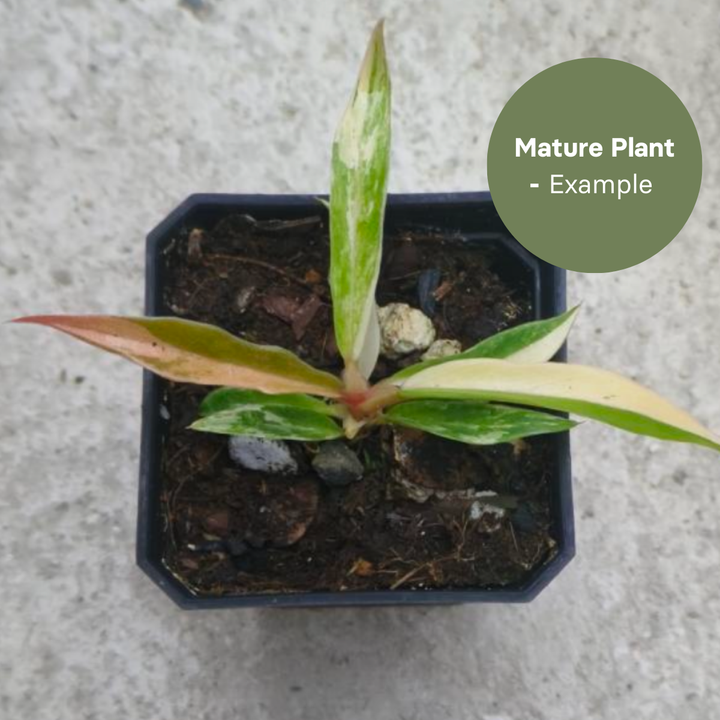 Philodendron Tortum Variegated (TC Plantlet) - Preorder Plants GrowTropicals