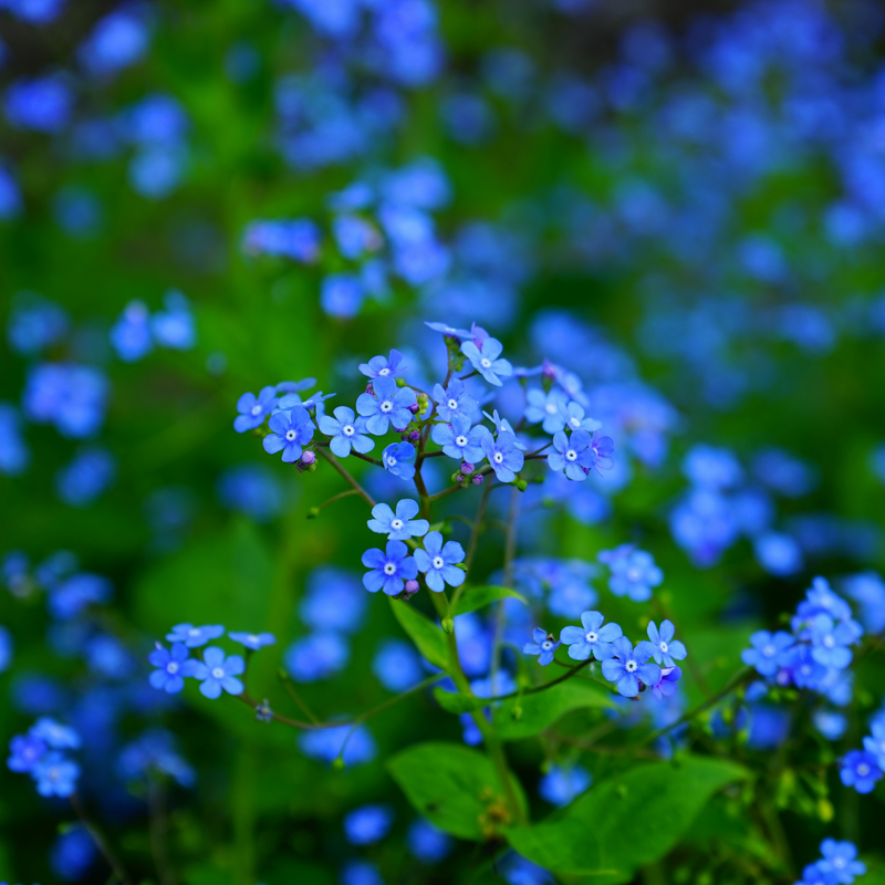 Forget-Me-Not 'Indigo Blue' Seeds — Default Title