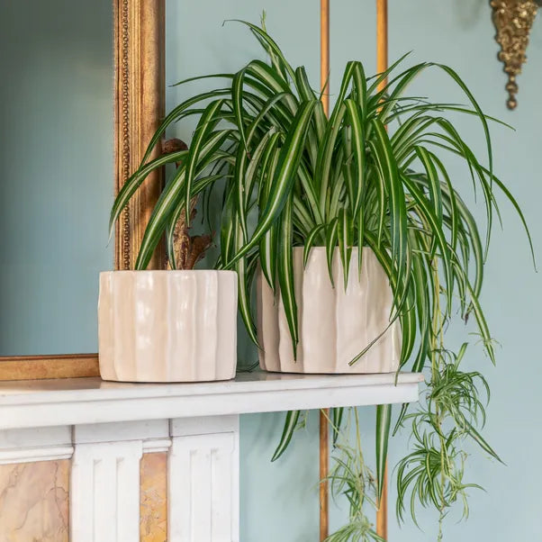 Kew Organic Ripple Bone Planter Pots & Planters Ivyline