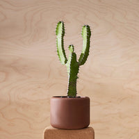 Aaron Probyn Botany Pot Small - Dark Terracotta