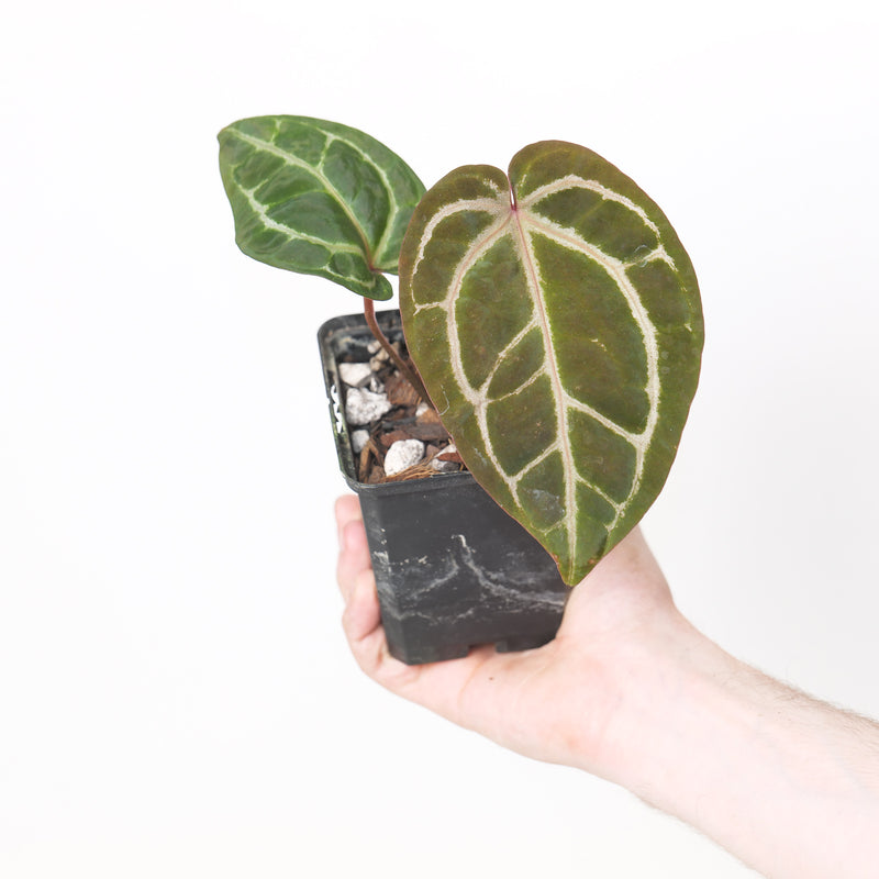 DocBlock Anthurium Home, Sweet Home '32' x DocBlock Crystal Red '12' by DocBlock® Specific Plant Plants DocBlock