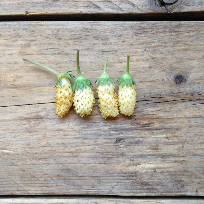 Alpine Strawberry 'White Soul' Seeds — Default Title