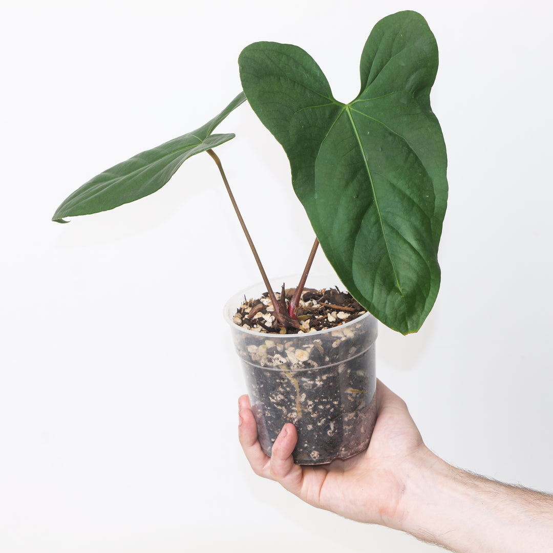 Anthurium dressleri 'Indo’ × A. pinkleyi Plants GrowTropicals