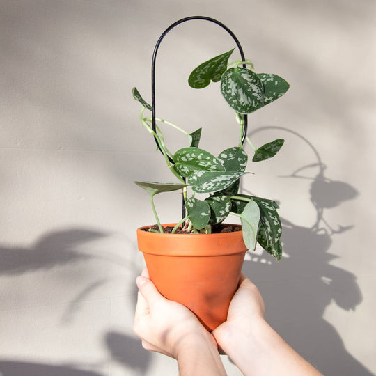 Mini Plant Stake - Hoop - Black Plant Support Botanopia