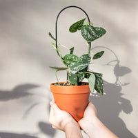 Mini Plant Stake - Hoop - Black