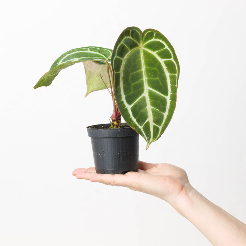 Anthurium crystallinum 'Special Select Forms' Plants GrowTropicals