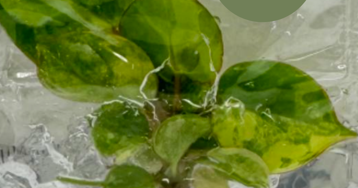 philodendron billietiae tissue culture Philodendron Billietiae Variegated (TC Plantlet) - Preorder | Plants