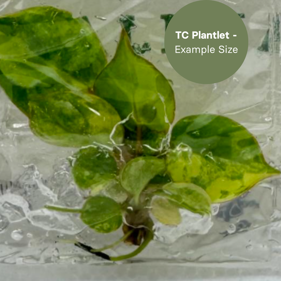 Philodendron Billietiae Variegated (TC Plantlet) - Preorder Plants GrowTropicals