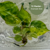 Philodendron Billietiae Variegated (TC Plantlet) - Preorder