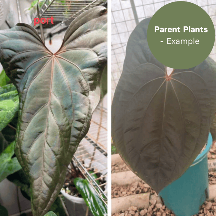 Anthurium Porti x Dark Phoenix (TC Plantlet) - Preorder Plants GrowTropicals