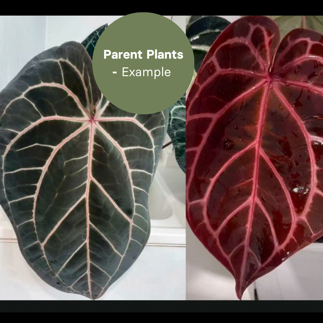 Anthurium Wonderboy x Michelle (TC Plantlet) - Preorder Plants GrowTropicals