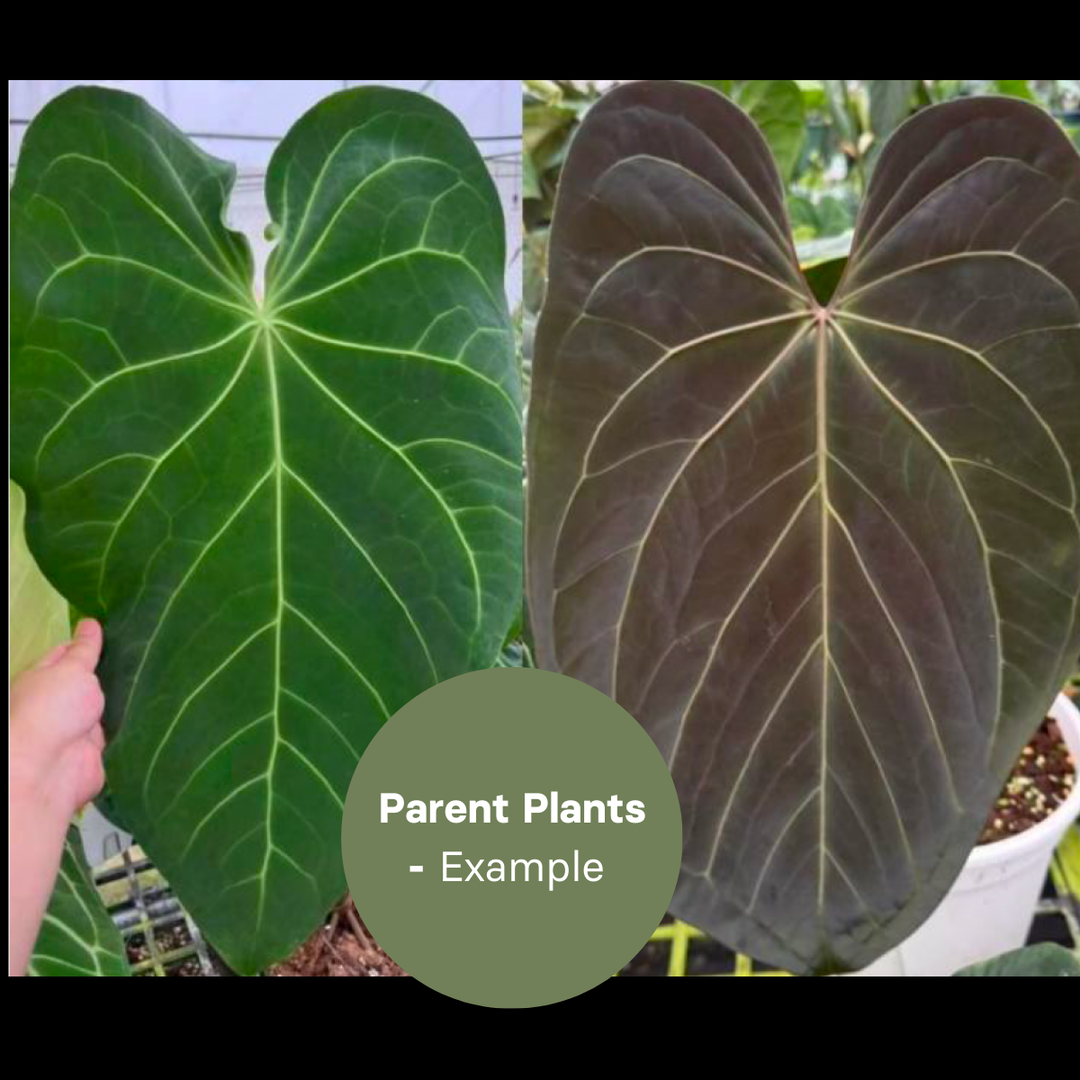 Anthurium Mag x Papi (TC Plantlet) - Preorder Plants GrowTropicals