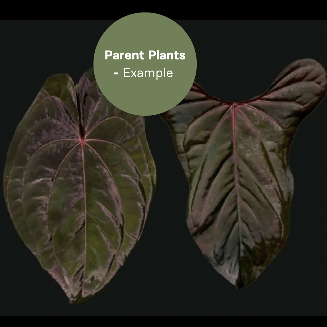 Anthurium Red & Dark Phoenix x Red and Dark SweetHeart (TC Plantlet) - Preorder Plants GrowTropicals