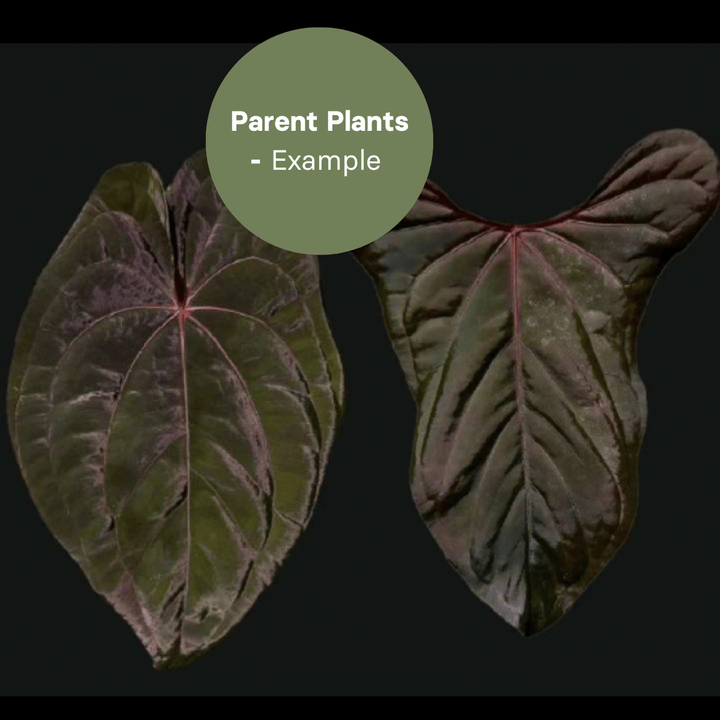 Anthurium Red & Dark Phoenix x Red and Dark SweetHeart (TC Plantlet) - Preorder Plants GrowTropicals