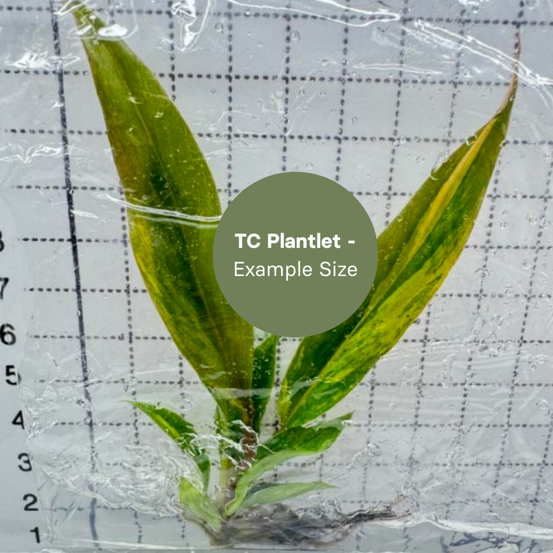 Philodendron Caramel Marble (TC Plantlet) - Preorder Plants GrowTropicals