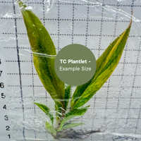 Philodendron Caramel Marble (TC Plantlet) - Preorder