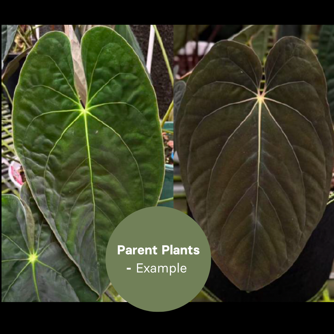 anthurium palmate lea Anthurium Lago Gatun x BVEP (TC Plantlet)