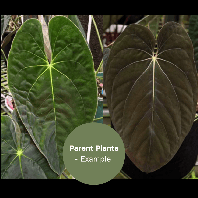 Anthurium Lago Gatun x BVEP (TC Plantlet) - Preorder — TC Plant