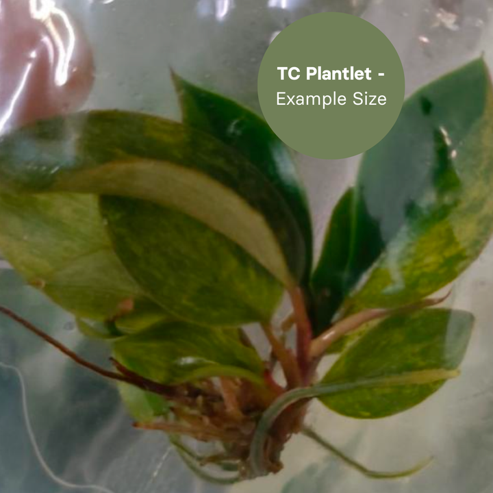 Philodendron Birkin Variegated (TC Plantlet) - Preorder Plants GrowTropicals