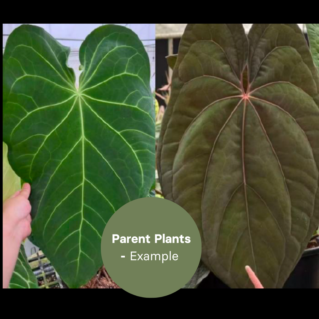Anthurium Mag x Dark Phoenix (TC Plantlet) - Preorder Plants GrowTropicals
