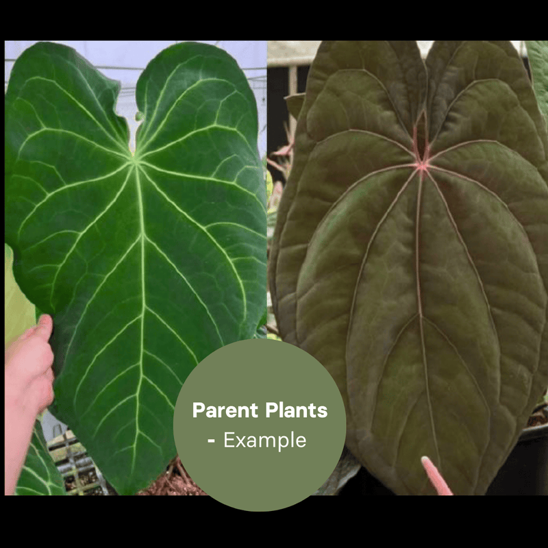 Anthurium Mag x Dark Phoenix (TC Plantlet) - Preorder — TC Plant