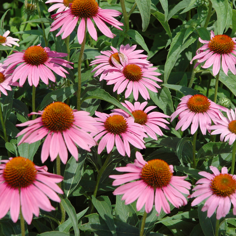 Echinacea 'Starlight' Seeds — Default Title