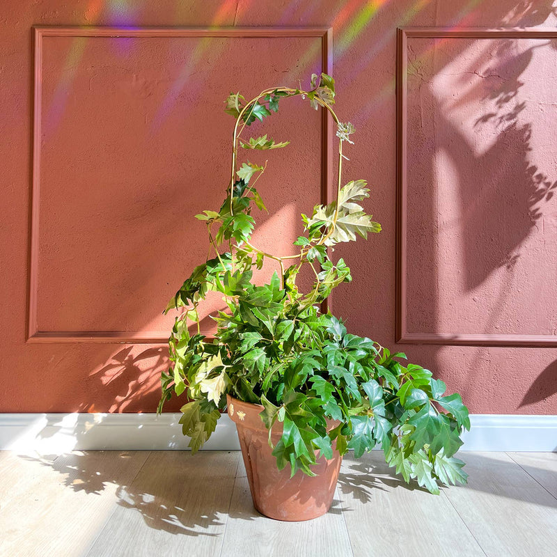 Golden Plant Stake – Arch — Default Title