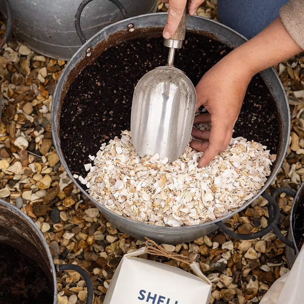 Shell on Earth Crushed Whelk Shells Potting Soil & Substrates Shell on Earth