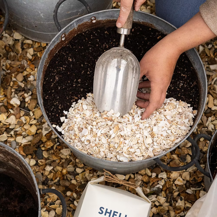 Shell on Earth Crushed Whelk Shells Potting Soil & Substrates Shell on Earth