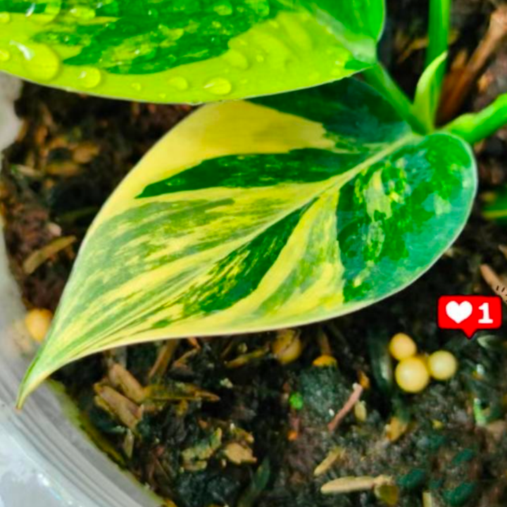 Philodendron Birkin Variegated (TC Plantlet) - Preorder Plants GrowTropicals