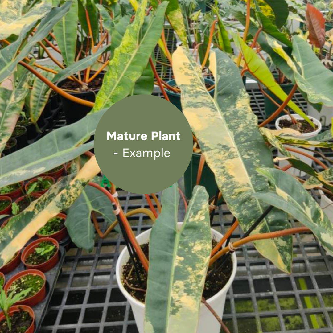 philodendron billietiae variegated tissue culture Philodendron Billietiae Variegated (TC Plantlet)